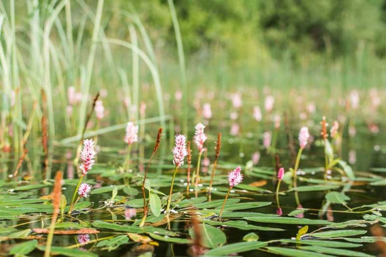Water Knotweed, Longroot Smartweed, Water Smartweed, Willow Grass