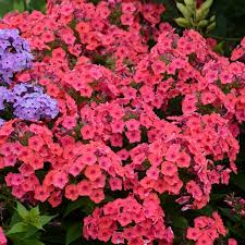 Coral Flame™ Phlox, Garden Phlox