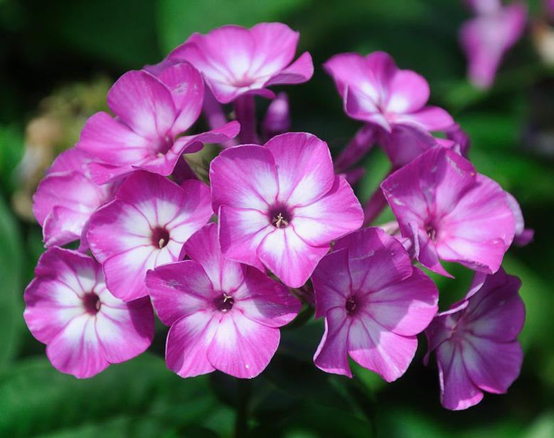 Purple Eye Garden Phlox