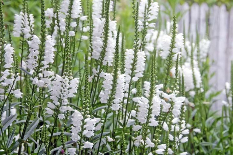 Crown of Snow Obedient Plant, False Dragonhead