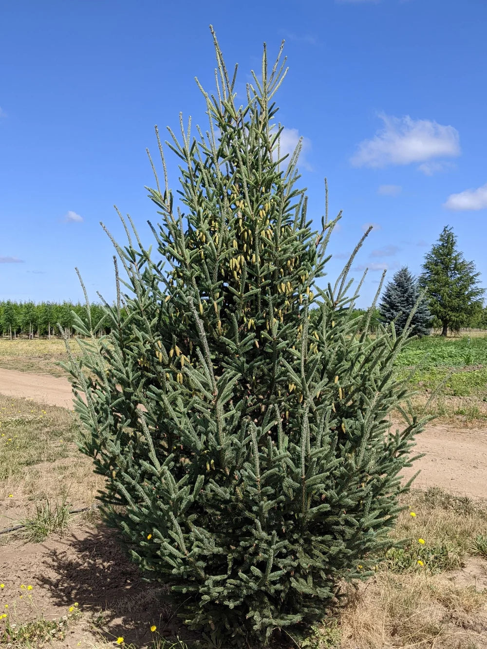 Montrose Spire White Spruce