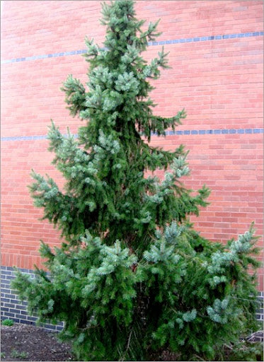 Sky Trails Serbian Spruce