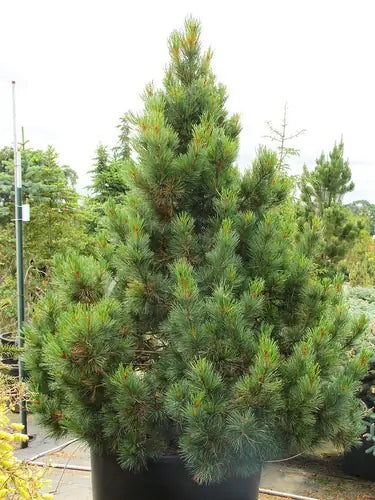 Columnar Blue Swiss Stone Pine