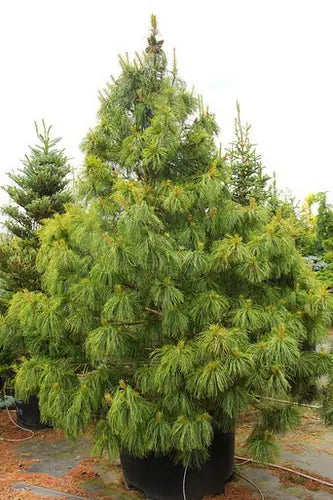 Jack Corbit Korean Pine