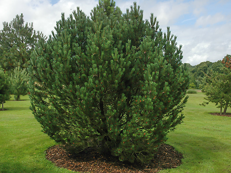 Showcase Mountain Pine