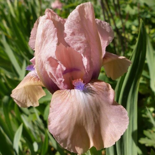 Dwarf Iris Volts