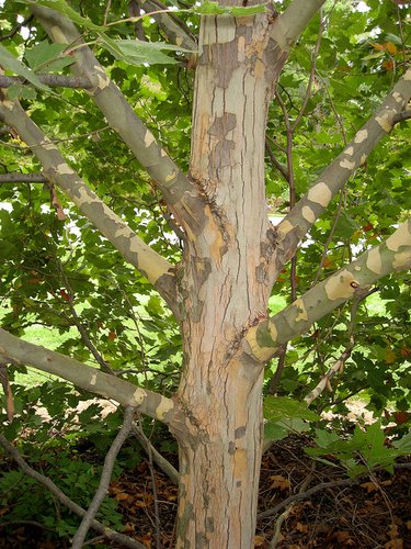 Exclamation!™ Planetree