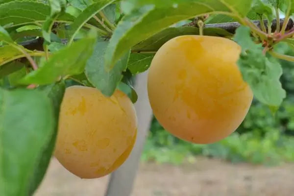 Shiro Plum
