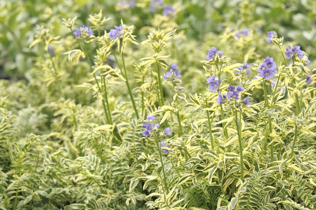 Variegated Jacob&
