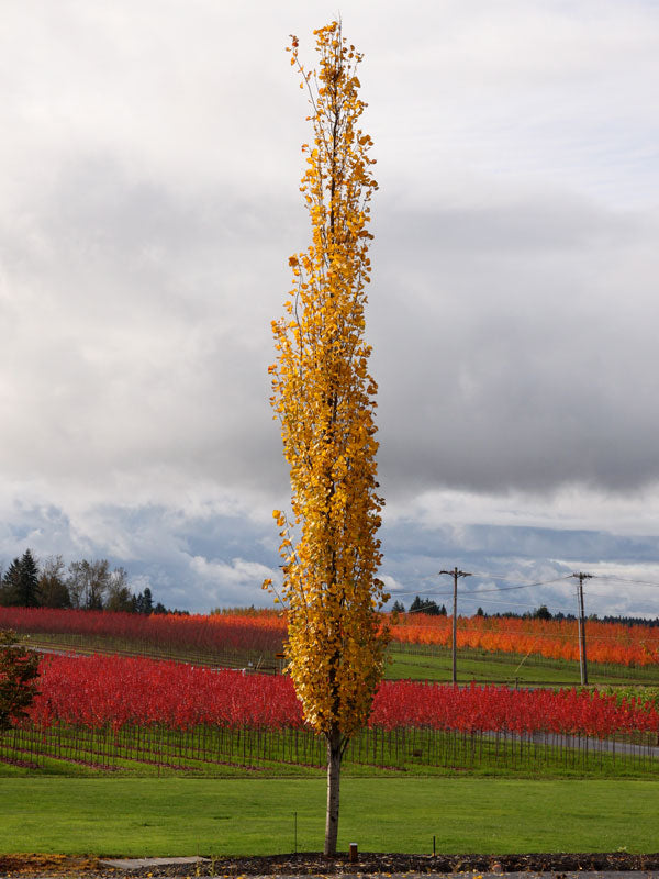 Mountain Sentinel® Poplar