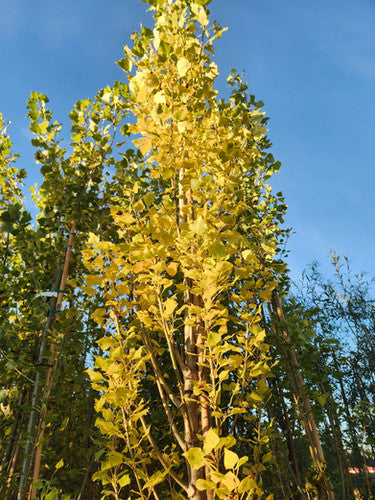 Lombardy Poplar, Italian Poplar