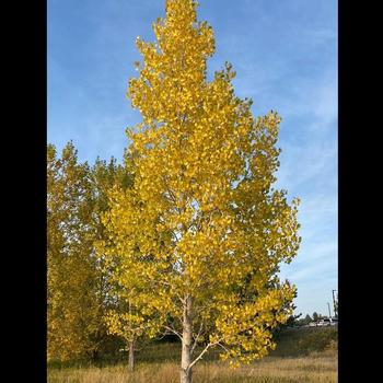 Dancing Flame® Trembling Aspen