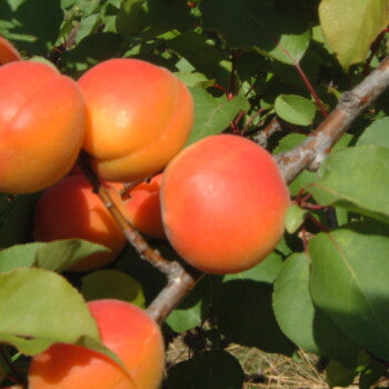Harval Apricot