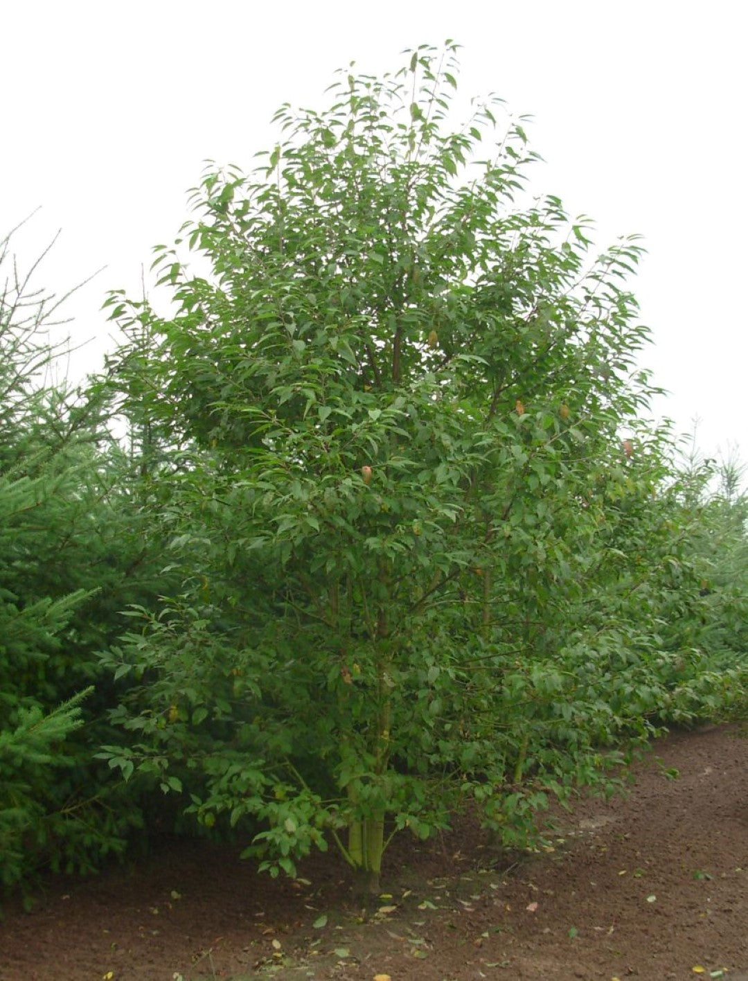Wild Cherry, Mazzard Cherry