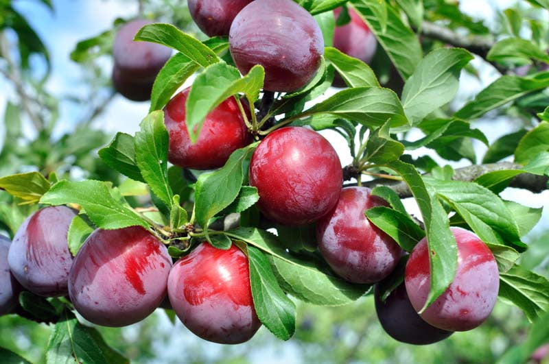 Ozark Premier Plum