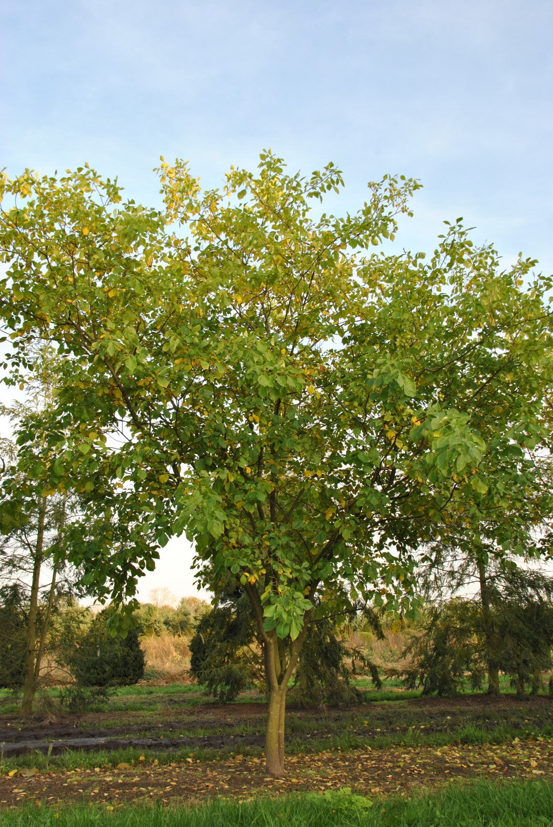 Hop Tree, Wafer Ash
