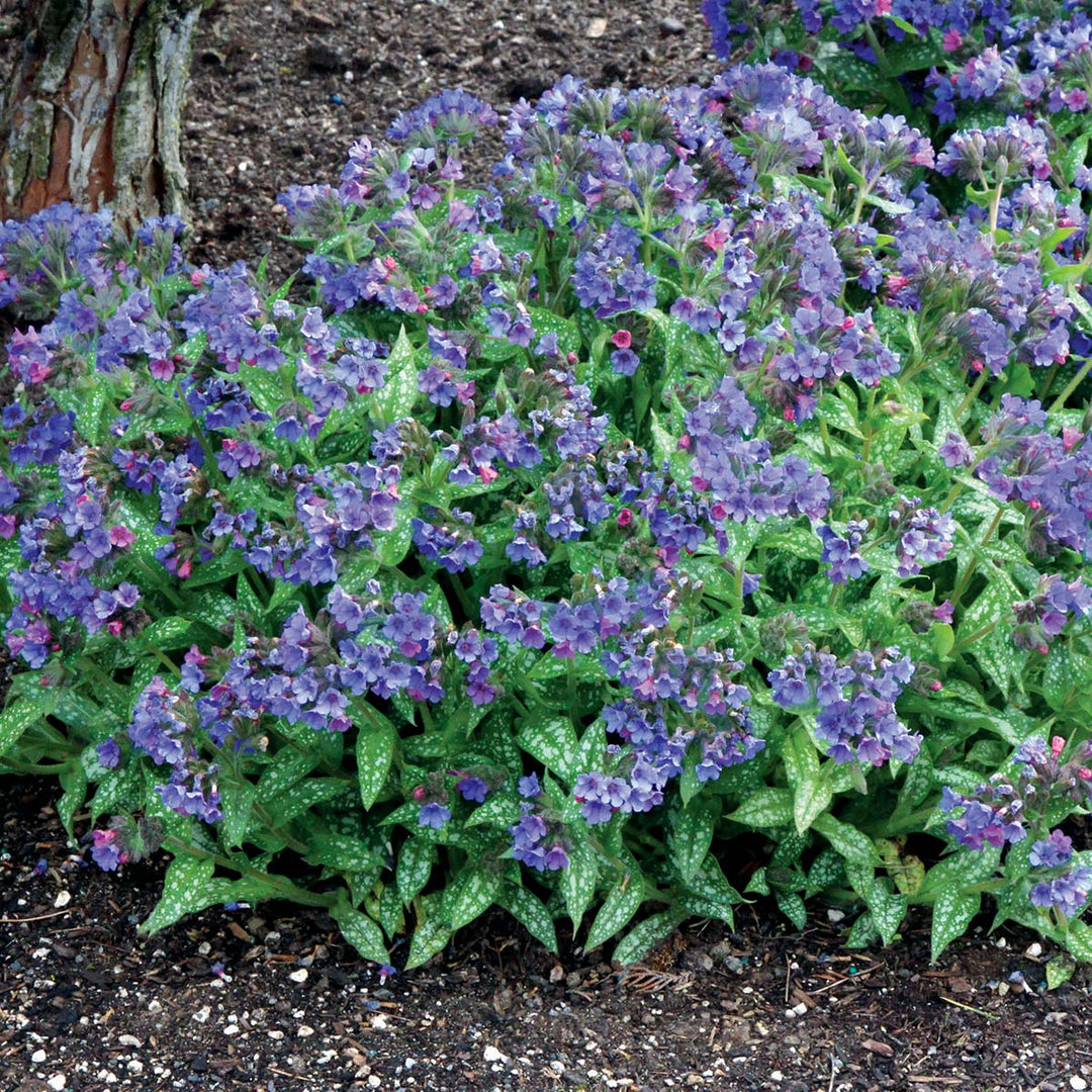 Trevi Fountain Lungwort
