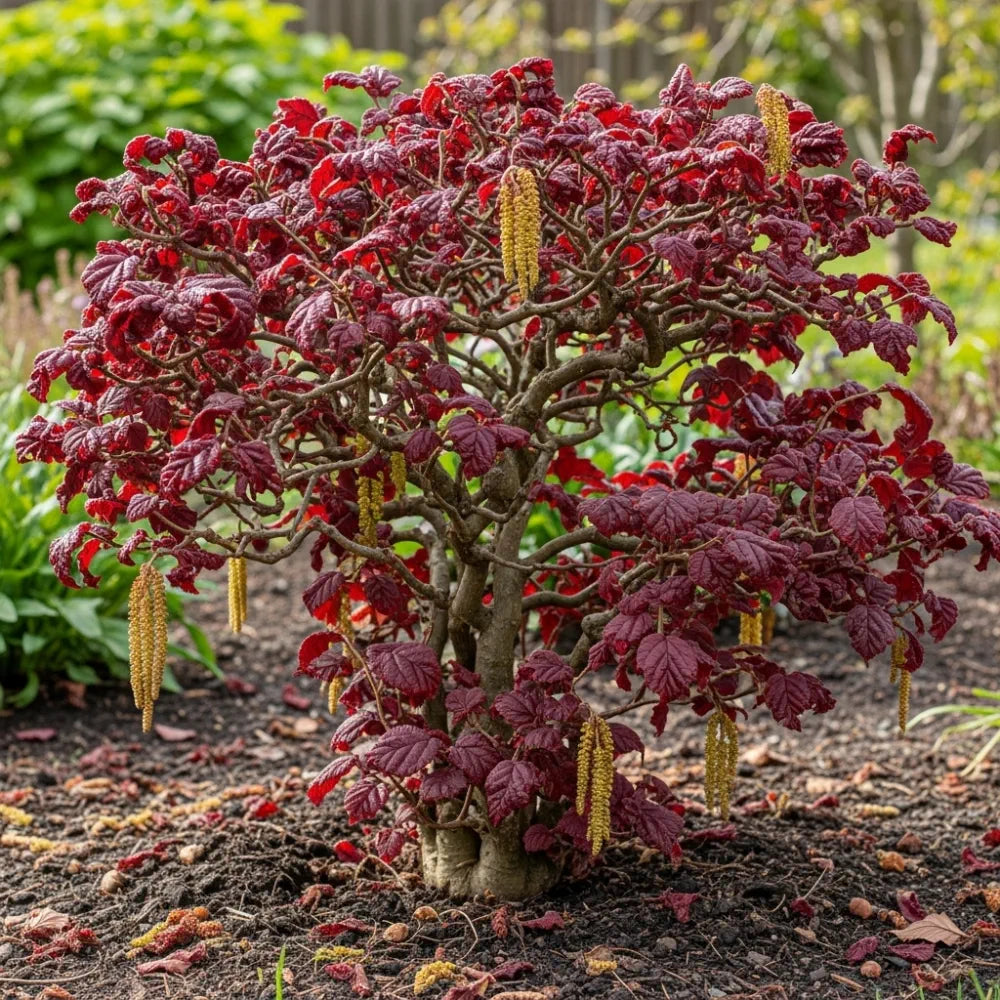 Red Majestic Corkscrew Hazel