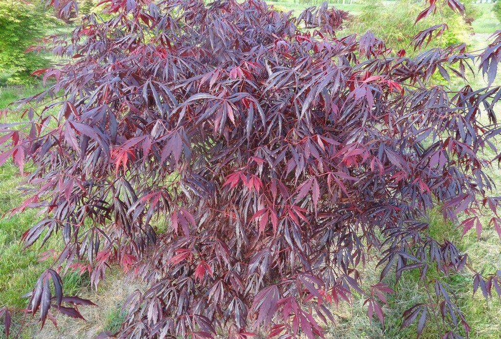 Purple Thunder Full Moon Maple