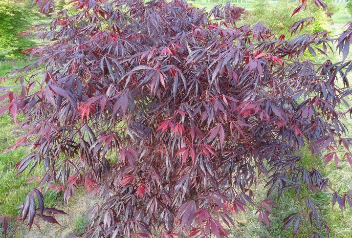 Purple Thunder Full Moon Maple