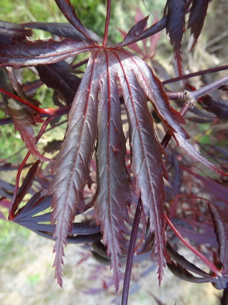 Purple Thunder Full Moon Maple