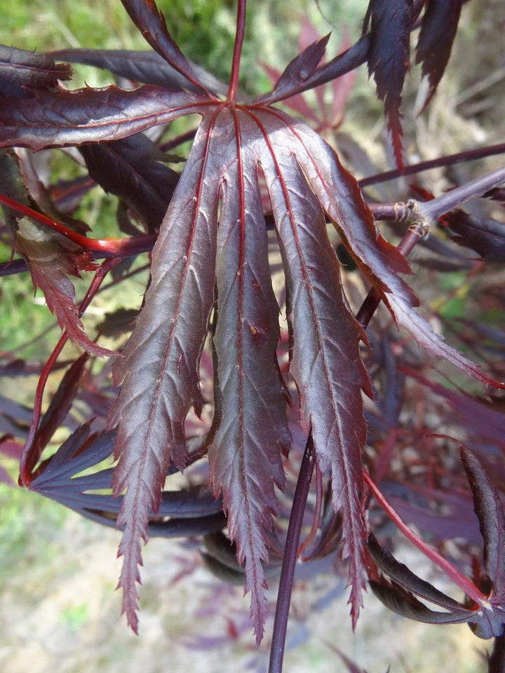 Purple Thunder Full Moon Maple