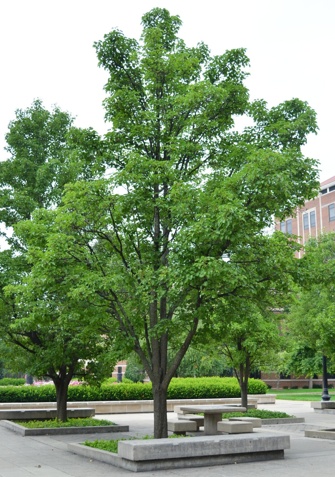Chanticleer® Flowering Pear