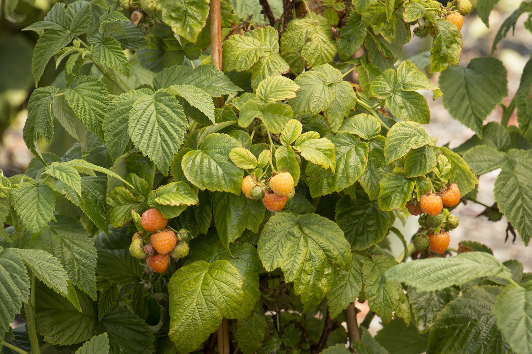 Fallgold Raspberry