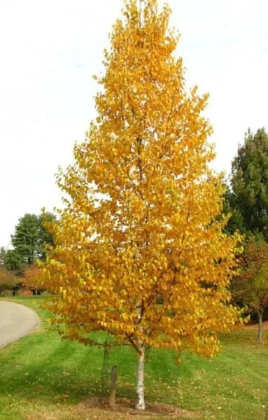 Renaissance Oasis® Paper Birch
