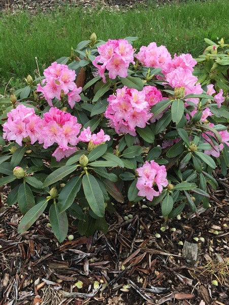 Holden Rhododendron