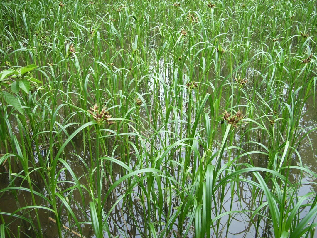 River Bulrush