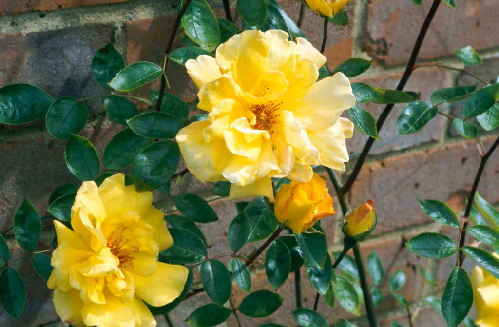 Golden Showers Climbing Rose