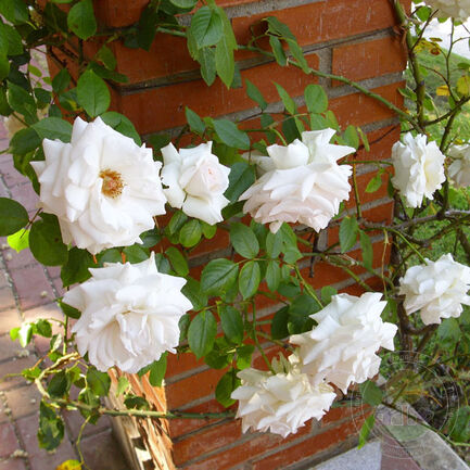 Swan Lake Climbing Rose