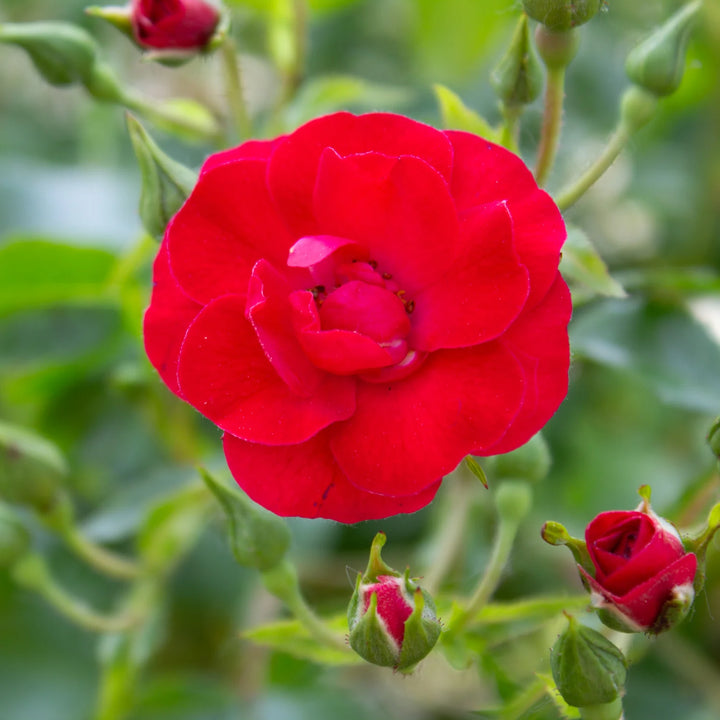 Mini Cherry Carpet Rose