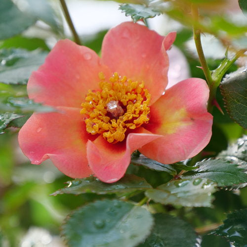 Ringo All-star™ Rose, For Your Eyes Only