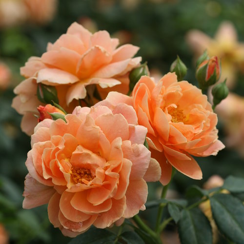At Last® Rose