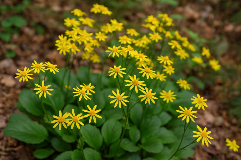 Running Groundsel, Golden Groundsel
