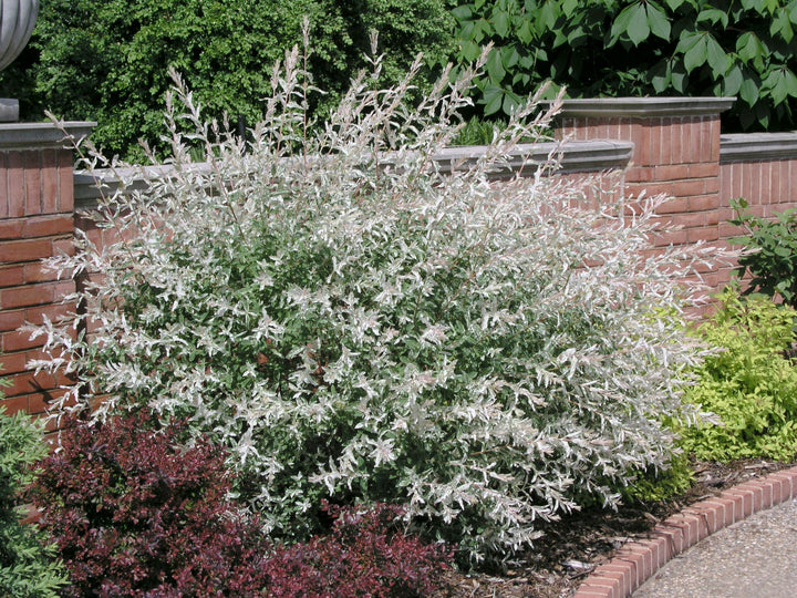 Dappled Willow