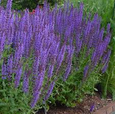 Blue Hill Meadow Sage, Perennial Sage