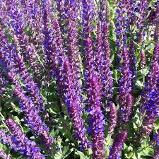 Meadow Sage, Perennial Sage