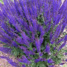 May Night Meadow Sage, Perennial Sage