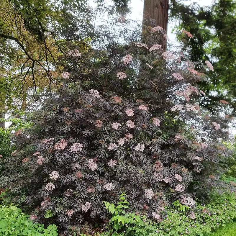 Black Lace® Elderberry, Black Elderberry