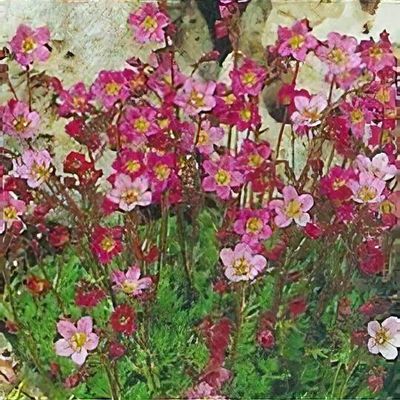 Pixie Twinkle Mix Saxifrage