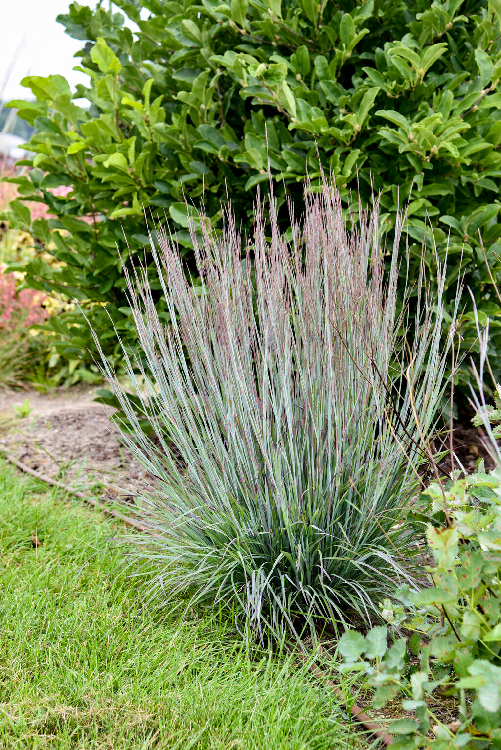 Brush Strokes Little Bluestem