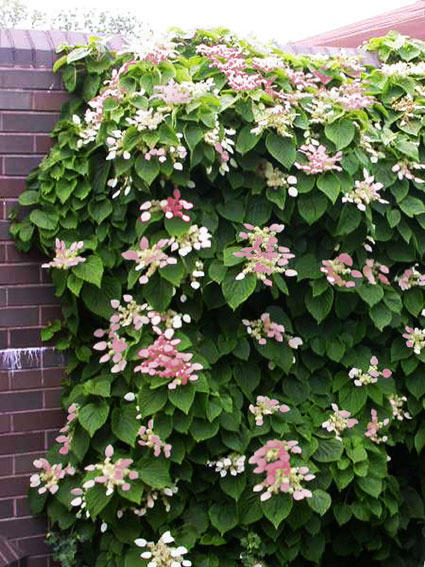 Pink Japanese Hydrangea