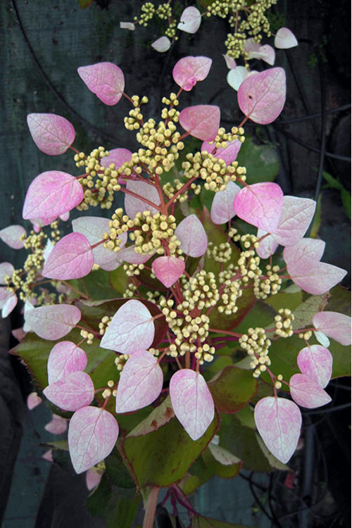 Pink Japanese Hydrangea