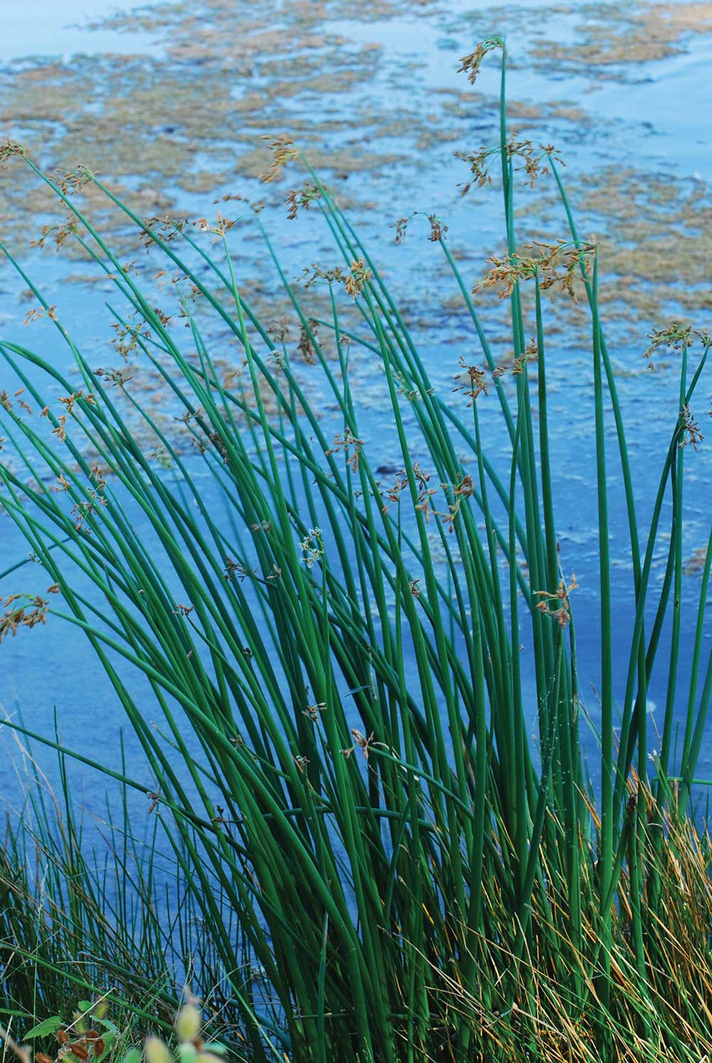 Hard Stem Bulrush