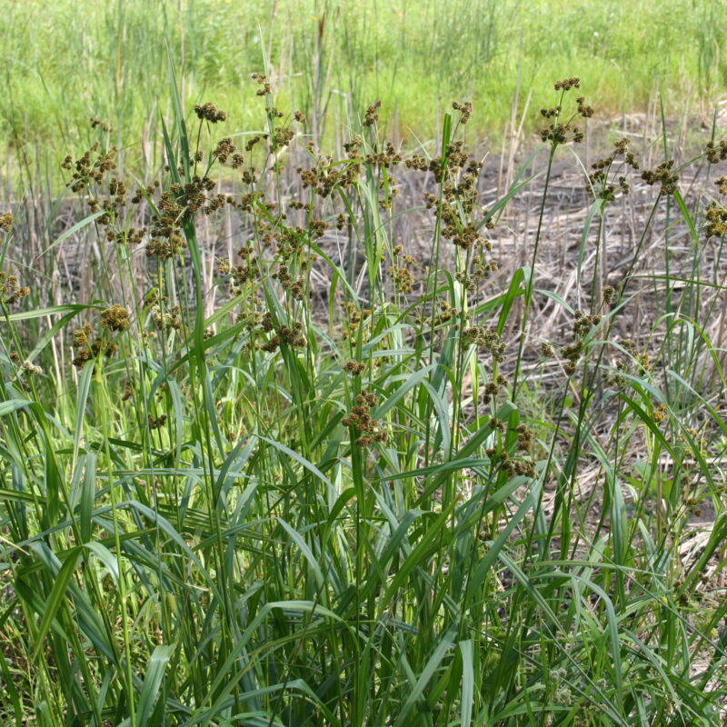 Dark Green Bulrush, Common Bulrush
