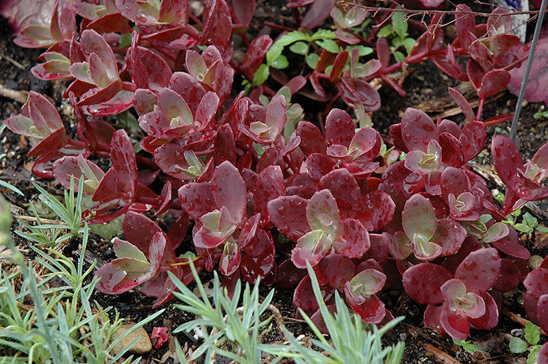 Firecracker Stonecrop