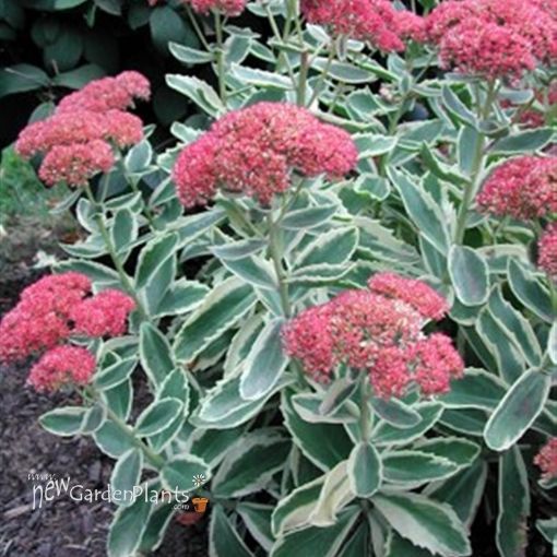 Frosted Fire Stonecrop